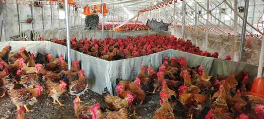 贵阳息烽 抢抓“鸡”遇 抱团养出好“钱”景