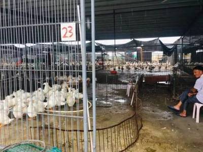 鮀城在行动 集中圈养大白鹅，鹅毛不再扰民，金平鮀莲街道赖厝社区家禽集散中心助力乡村振兴与家禽销售