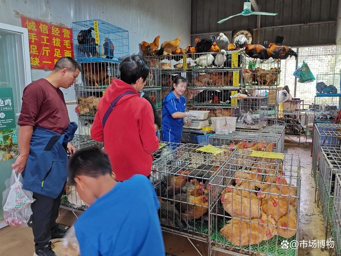 广州荔塱 市区最后的活禽销售点与家禽销售之趣