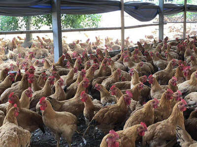 正宗三黄鸡，优质家禽大量供应