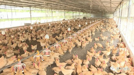 恩平农行发挥服务三农主力军作用 助农企农户战疫情、渡难关