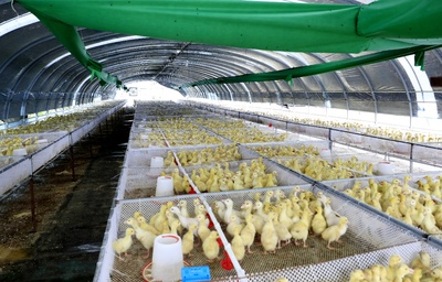 哈铁“扶贫列车”助力小康 家禽销售新篇章