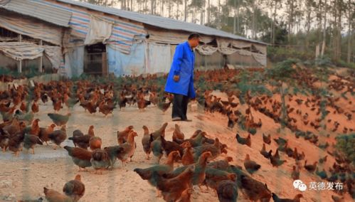 英德家禽销售项目助力脱贫，600户贫困户年均增收约1600元