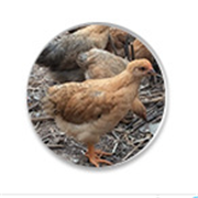 绿色生态养殖，健康家禽佳选——走进桂林平乐春苑生态养殖有限责任公司