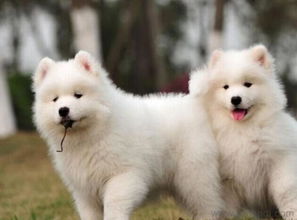 昆明萨摩耶犬购买指南 幼犬价格、选购渠道与注意事项