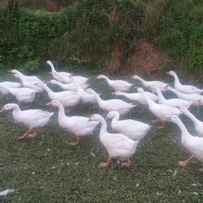 活鹅销售指南 品质家禽，当天定价，新鲜到家