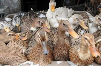 家禽市场为何“鹅”立鸡群？——探究鹅肉销售稀少背后的原因