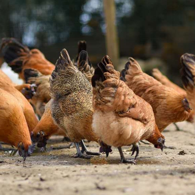 凌云乌鸡 东西协作架金桥，抗疫扶贫保供忙