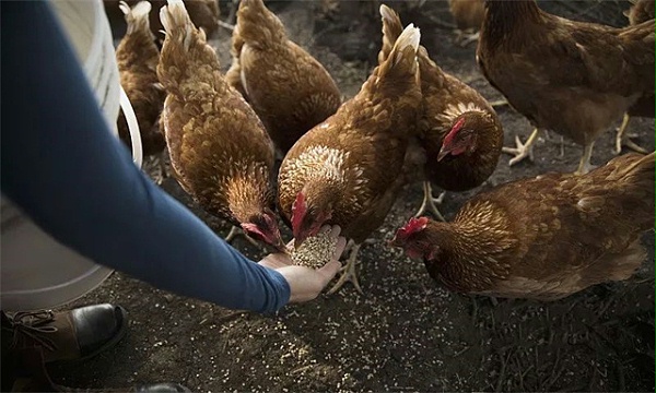吃鸡肉导致儿童性早熟？家禽业谣言回顾与销售市场观察
