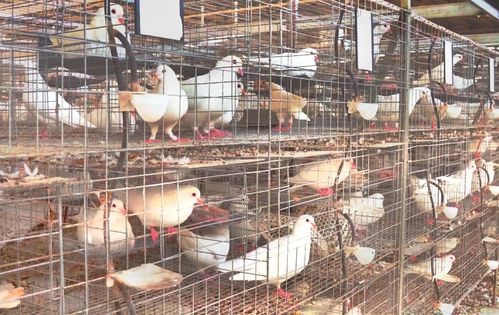 英德家禽产业迈入新阶段 1.2亿元集中屠宰中心开建，肉鸽销售迎利好