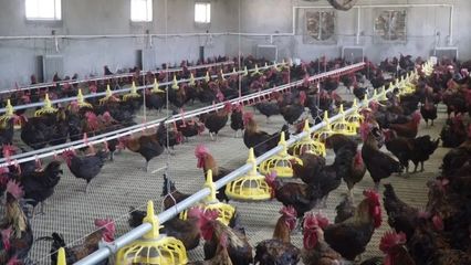 昭苏 特色养殖助力乡村振兴加速跑，家禽销售谱写发展新篇章