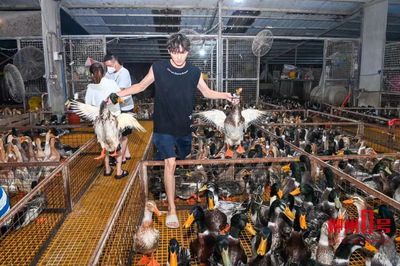 家禽销售火爆，商家日售8万只忙到深夜，消费者关切价格走向