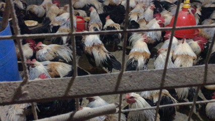 2020年顺德三洲农品交易市场家禽与水产品批发价格分析