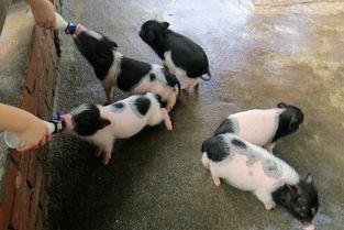 农产品营销中值得借鉴的几种运营模式 以家禽销售为例