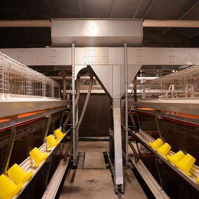 聊城墨彤 家禽销售新典范