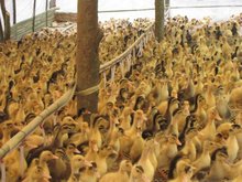 昆洪村家禽销售 优质家禽产品助力乡村经济振兴