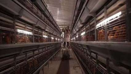 阜阳市颍东区 污粪变宝化春泥 家禽销售