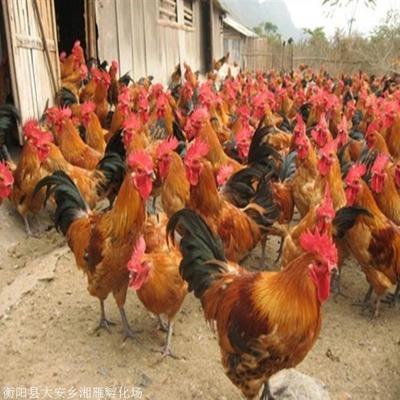 厂家直销黑瑶鸡苗与高产大红公鸡苗，批发价格优惠