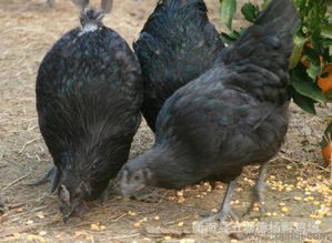 土鸡苗、黑鸡苗、麻鸡苗及绿壳蛋黑鸡苗的采购指南 价格、厂家信息与图片一览