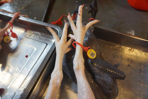 江门江海区扩大活禽经营限制区范围，家禽产品须佩戴可溯源标识